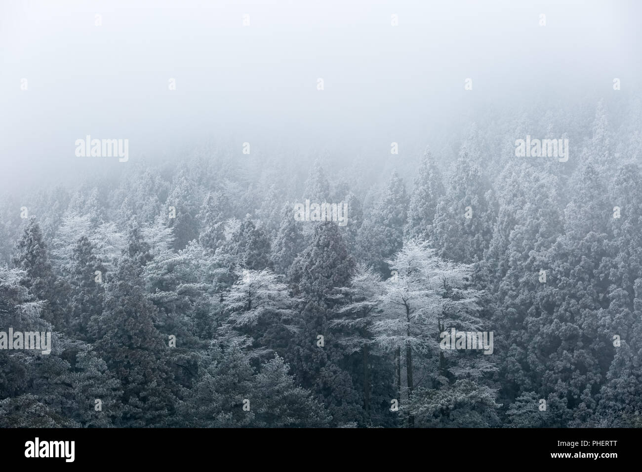 Winter Wald im Nebel Stockfoto