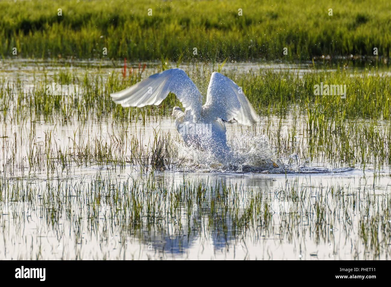 Höckerschwan ab das Wasser in einem See Stockfoto