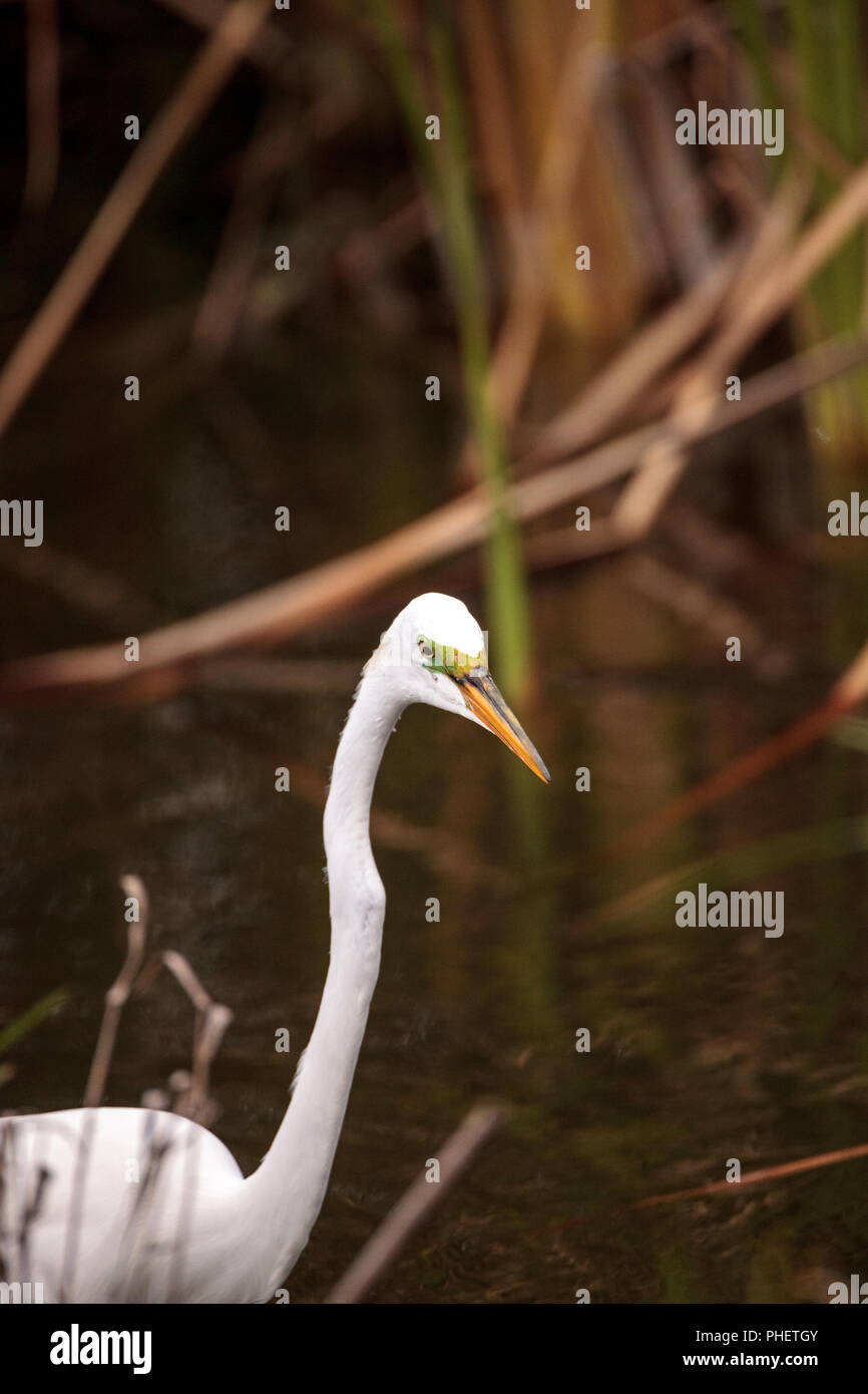 Silberreiher Ardea alba in einem Sumpf an Seen Park Stockfoto