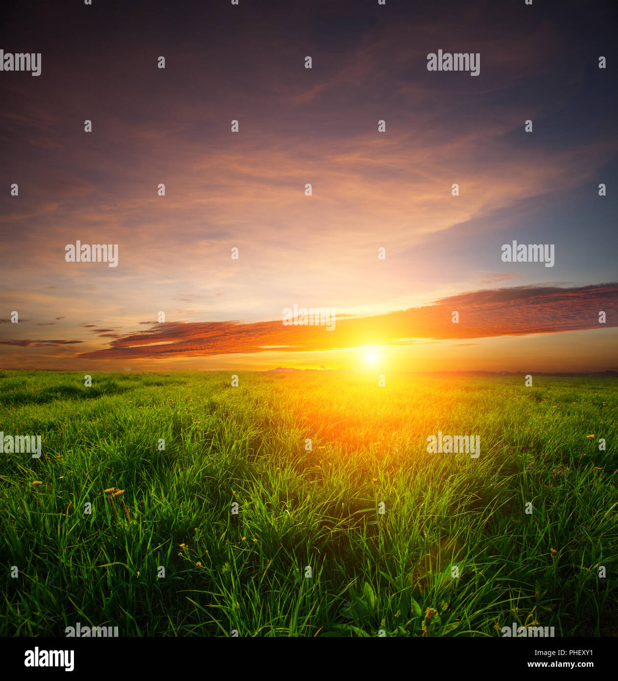 Green Field und schönen Sonnenuntergang Stockfoto