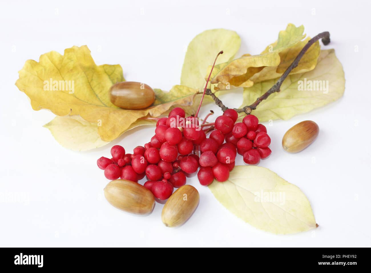 Niederlassungen der rote reife Schisandra und Eiche Eicheln isoliert Stockfoto