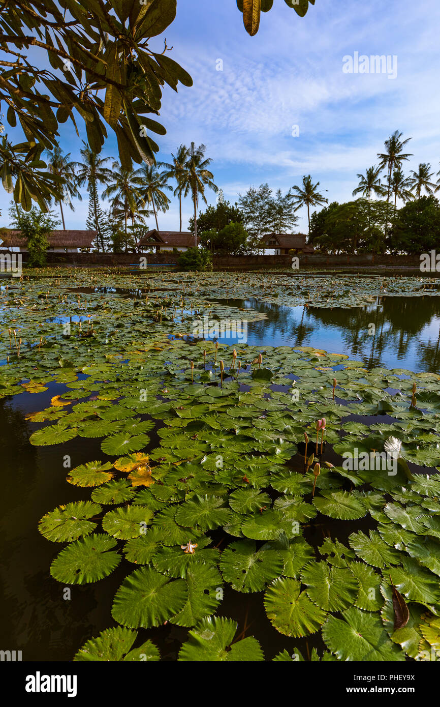 Insel im teich Fotos und Bildmaterial in hoher Auflösung Alamy
