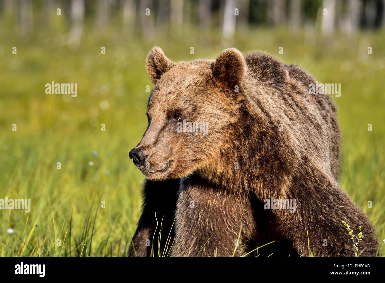 Braunbär am Sumpf. Stockfoto