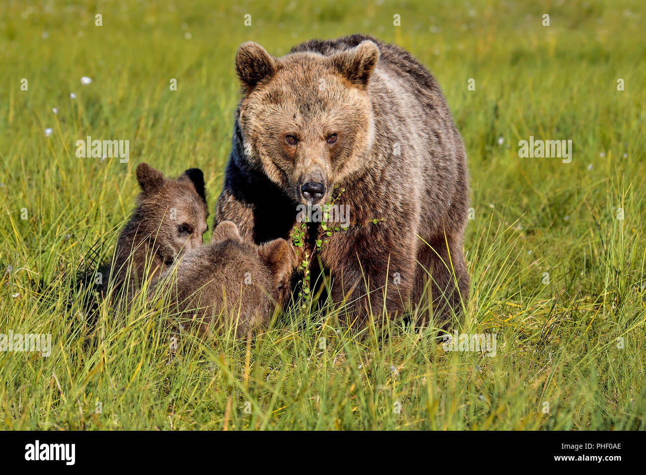 Brauner Bär Mutter mit ihren Jungen in den Sumpf. Stockfoto