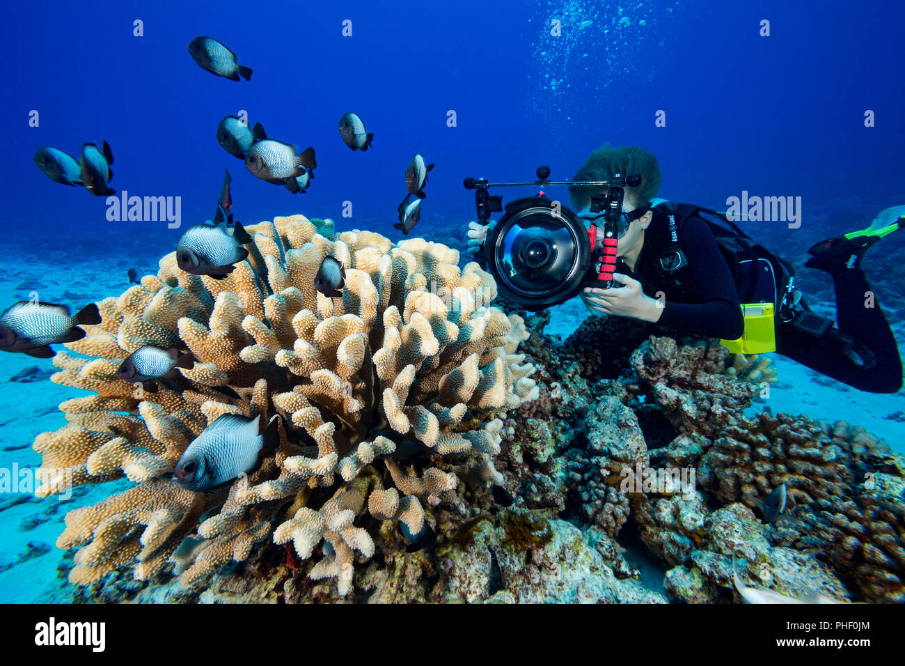 14 Jahre alten Junior Scuba Diver Sean Fleetham (MR) bei Video auf einem Hawaiianischen Riff mit seiner Spiegelreflexkamera in einem ikelite Unterwassergehäuse, Hawaii. Stockfoto