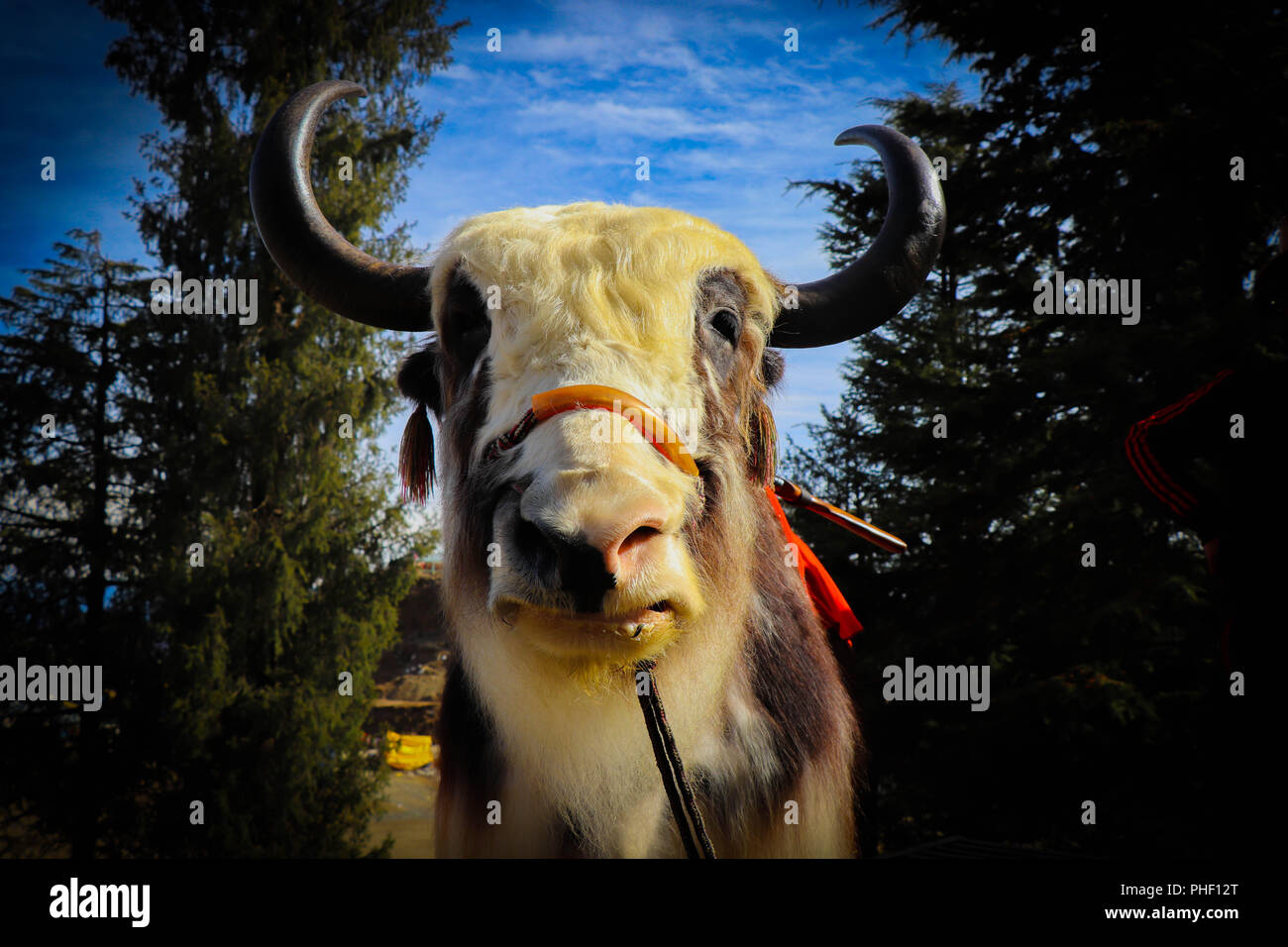 Yak in den Hügeln Stockfoto