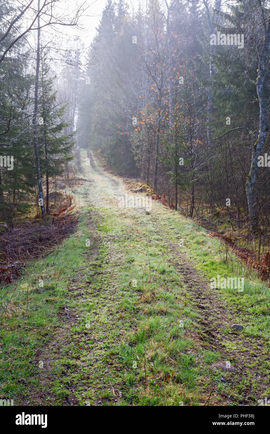 Straße mit Gras Schulter in den Wäldern Stockfoto