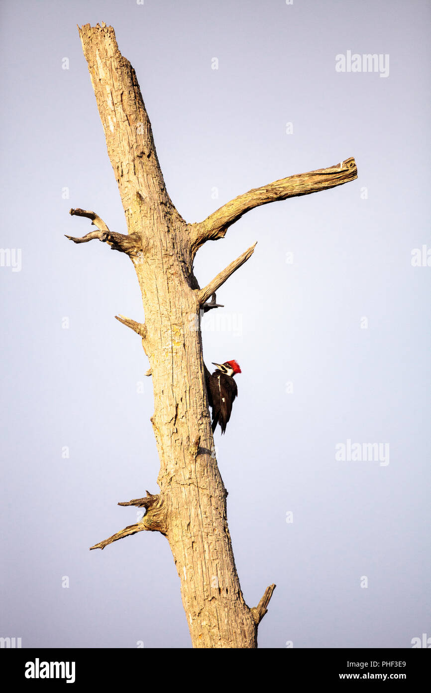 Männliche Pileated Woodpecker vogel Dryocopus pileatus Stockfoto