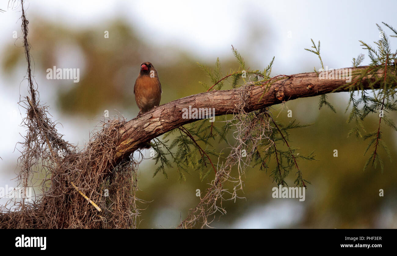 Frau Braun und Rot Northern cardinal bird Cardinalis cardinalis Stockfoto