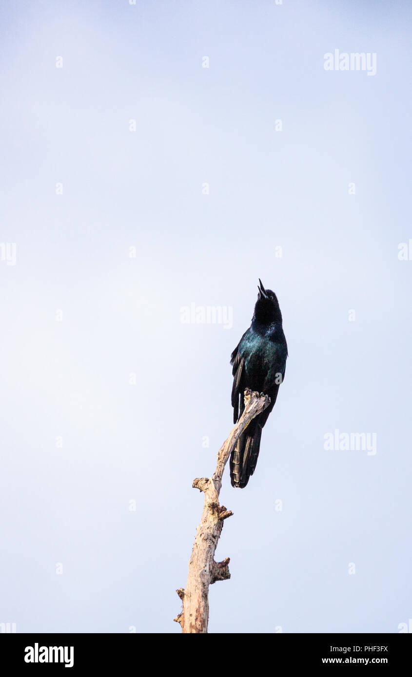 Gemeinsame Quiscalus quiscula Grackle Vogel Stockfoto