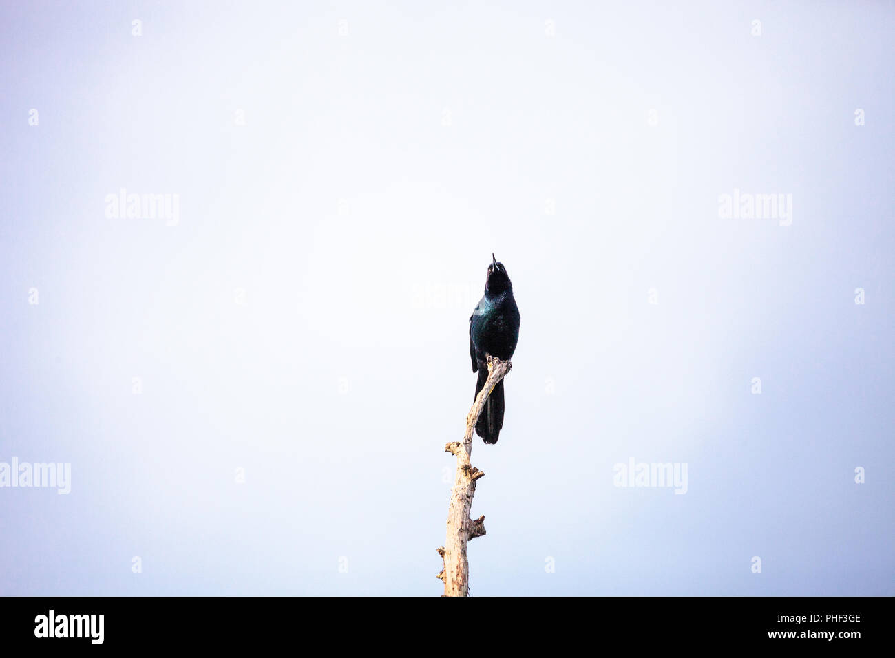 Gemeinsame Quiscalus quiscula Grackle Vogel Stockfoto