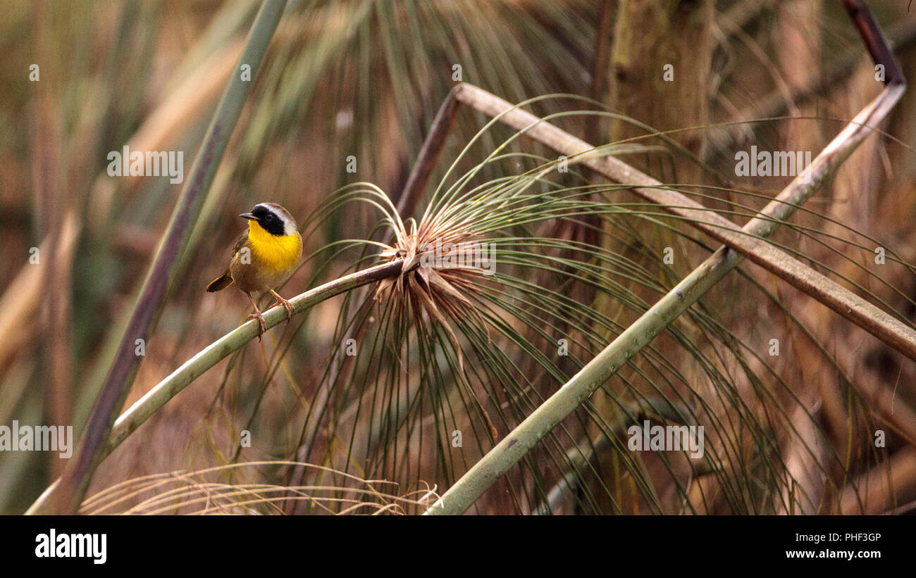 Gemeinsame yellowthroat warbler Geothlypis trichas Stockfoto