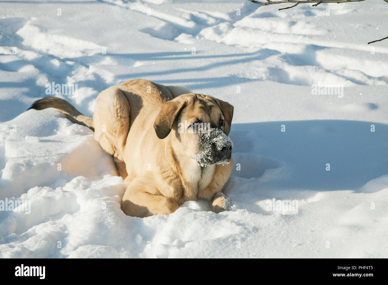 Spanische Mastiff in snowdrift Winter Tag kalt Stockfoto