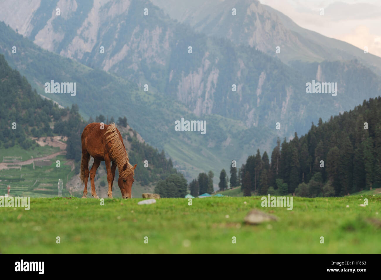 Pferd Weide Gras auf der Wiese mit Bergblick und Blick auf den Wald am Morgen Stockfoto