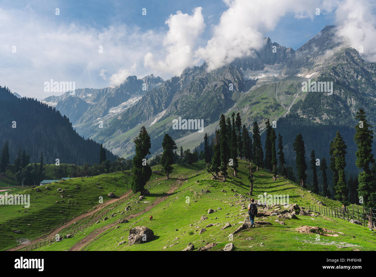 Reisen im Sommer, ein Mann mit Rucksack zu Fuß auf Wiese und Pinienwälder mit Bergblick am Morgen um Sonamarg, Jammu und Kaschmir, Indien Stockfoto