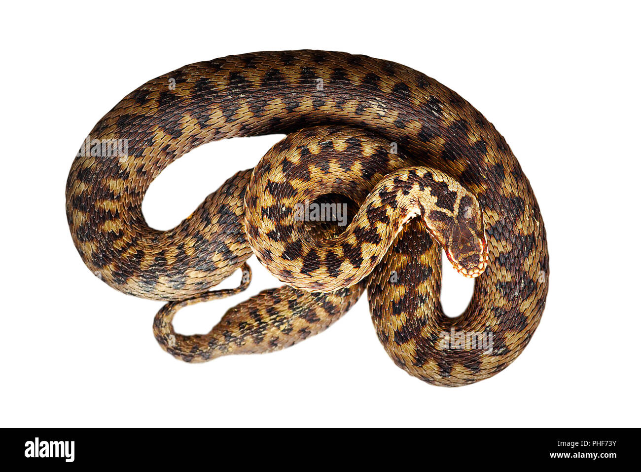 Schönen gemeinsamen europäischen Addierer auf weißem Hintergrund (Vipera berus) Stockfoto