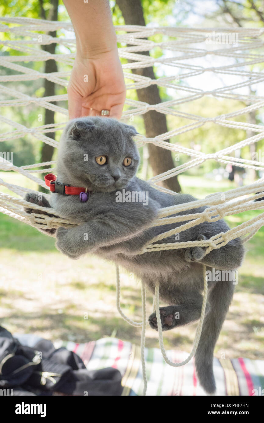 Nahaufnahme Portrait von Scottish Fold kitten Stockfoto