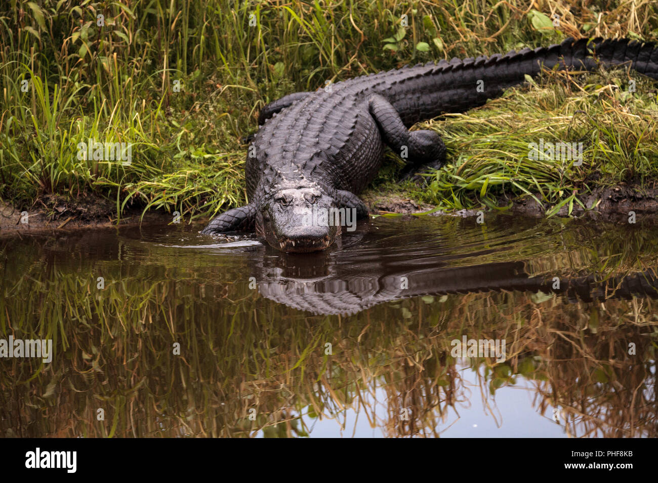 Große bedrohliche American alligator Alligator mississippiensis Stockfoto