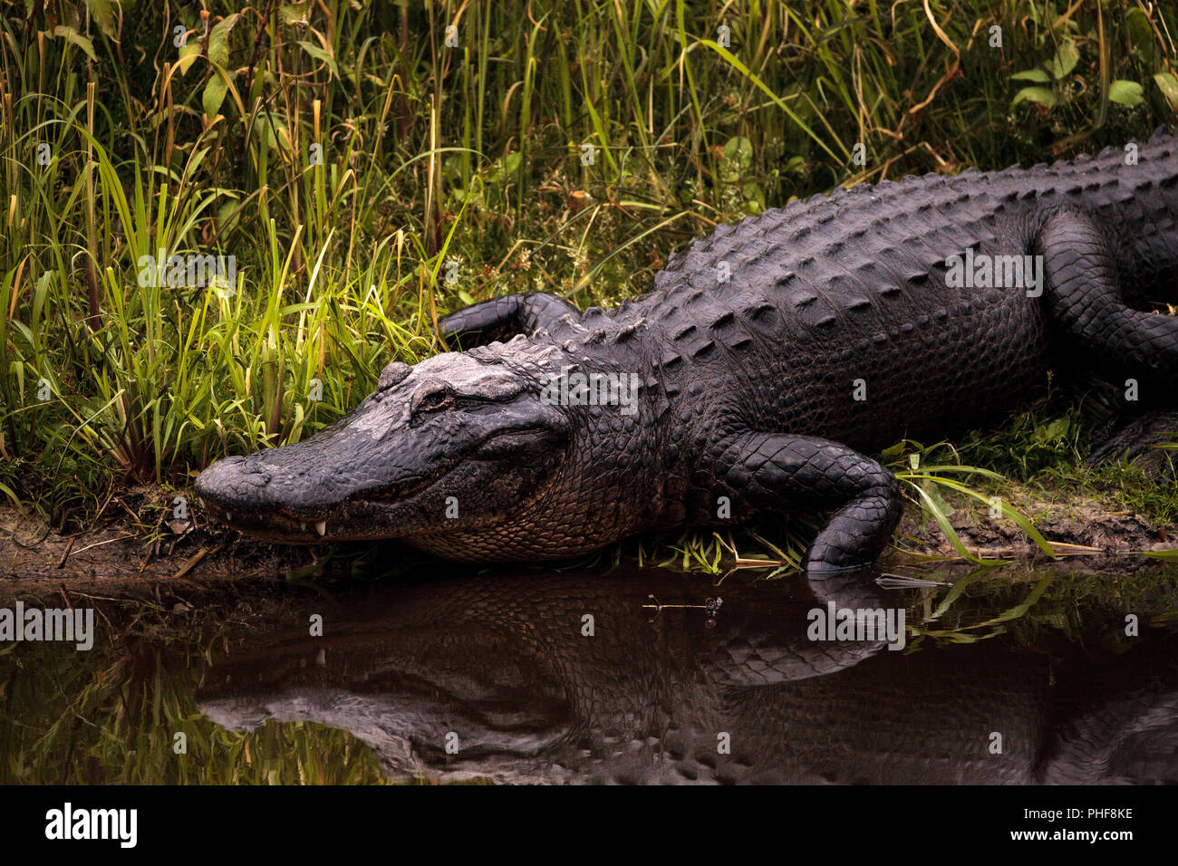 Große bedrohliche American alligator Alligator mississippiensis Stockfoto