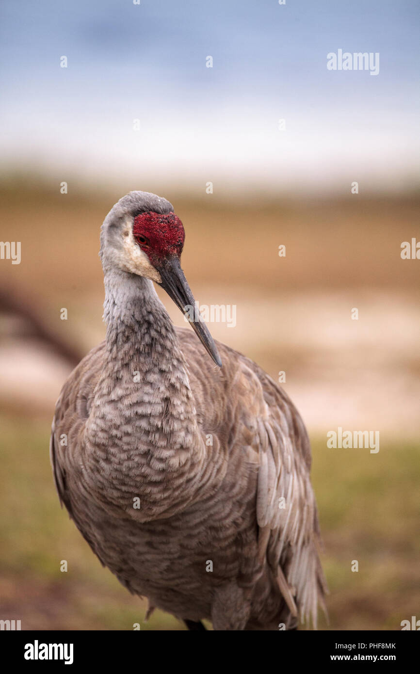 Vogel Grus canadensis Sandhill Crane Stockfoto