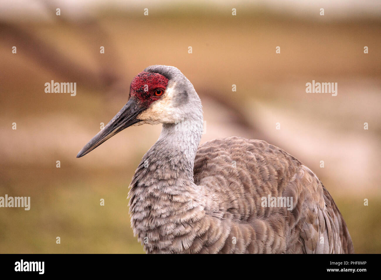 Vogel Grus canadensis Sandhill Crane Stockfoto