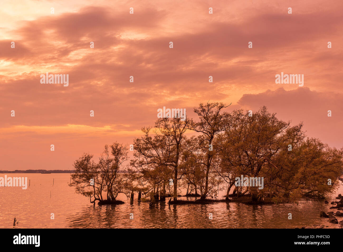 Große Bäume auf dem Wasser beim Sunrise/Sonne in den Mangrovenwald auf der Thailändischen Bucht tropischen Meer schöne Natur Hintergrund Stockfoto