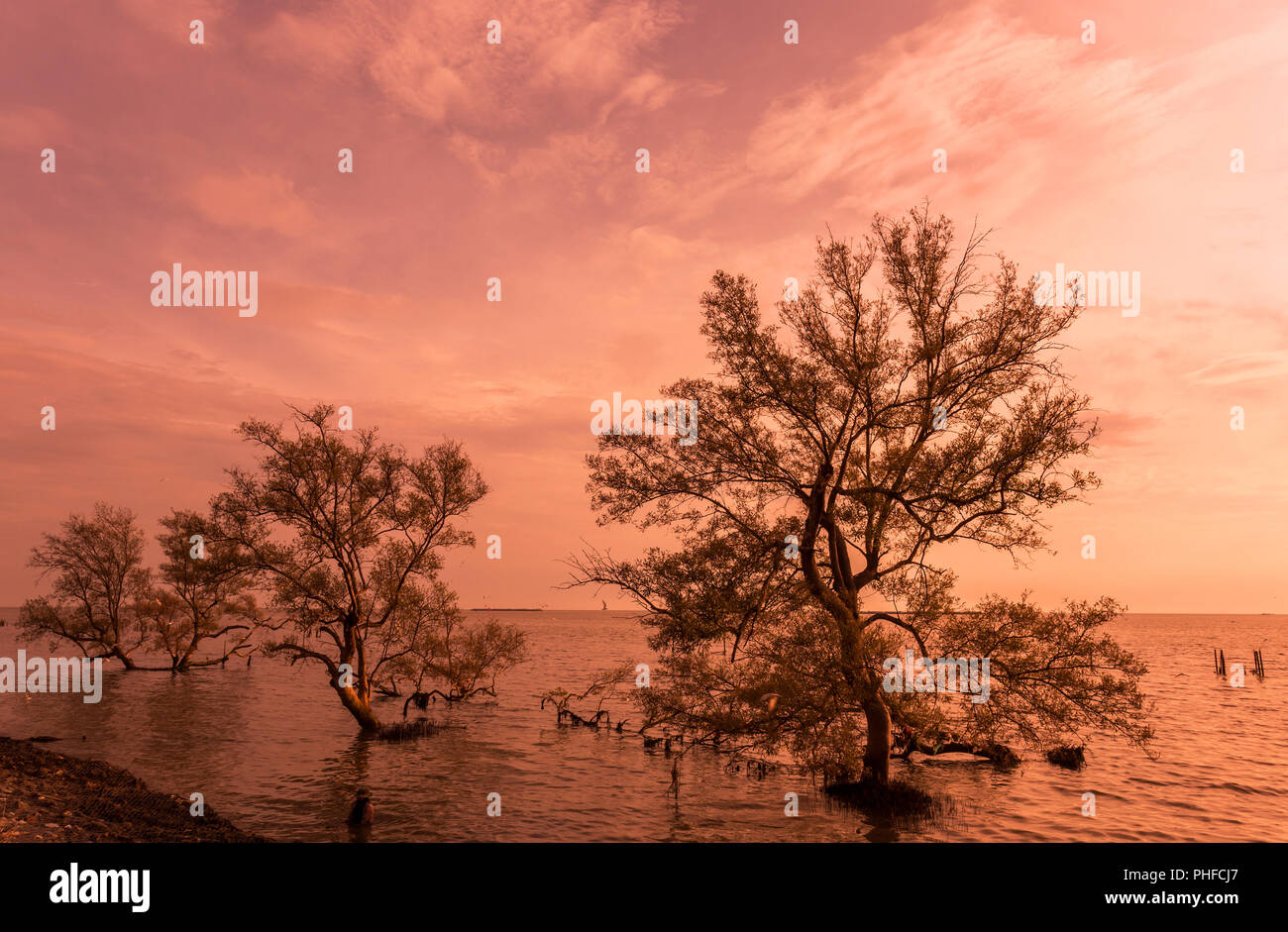 Große Bäume auf dem Wasser beim Sonnenaufgang/Sun mit Fischer in den Mangrovenwald auf der Thailändischen Bucht tropischen Meer schöne Natur Hintergrund Stockfoto
