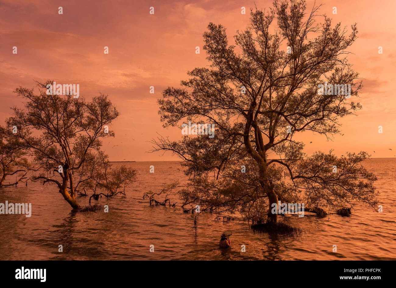 Große Bäume auf dem Wasser beim Sonnenaufgang/Sun mit Fischer in den Mangrovenwald auf der Thailändischen Bucht tropischen Meer schöne Natur Hintergrund Stockfoto