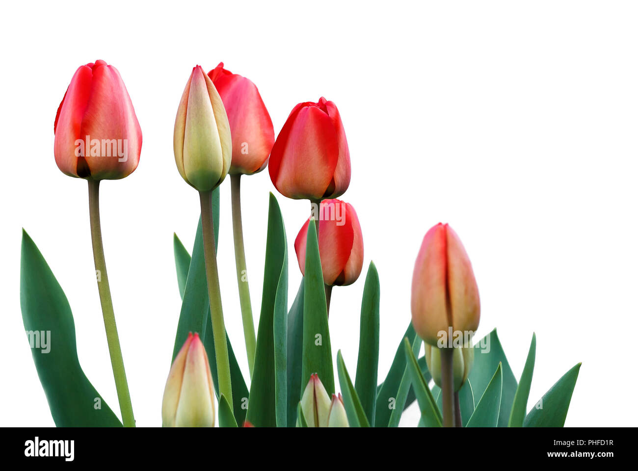 Rot blühende Tulpen Stockfoto