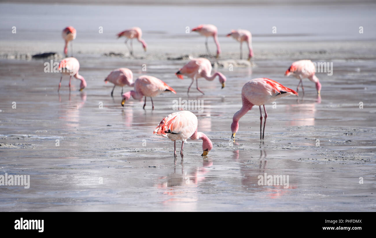 James's Flamingo (Phonenicoparrus Jamesi) Beweidung auf dem gefrorenen Wasser der Laguna Hedionda. Sud Lipez Provinz, Uyuni, Bolivien Stockfoto