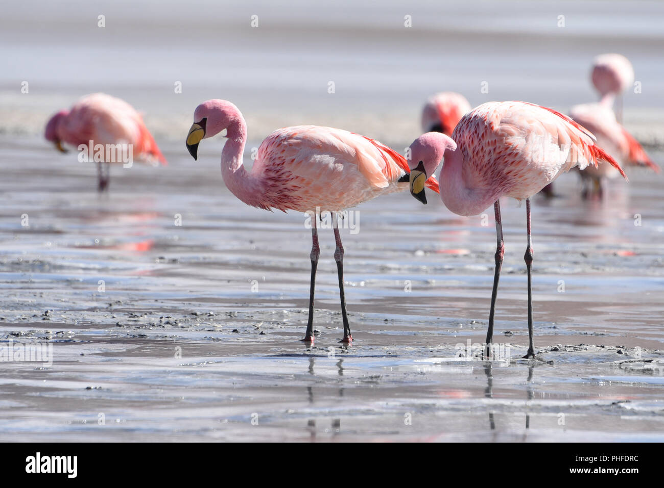 James's Flamingo (Phonenicoparrus Jamesi) Beweidung auf dem gefrorenen Wasser der Laguna Hedionda. Sud Lipez Provinz, Uyuni, Bolivien Stockfoto