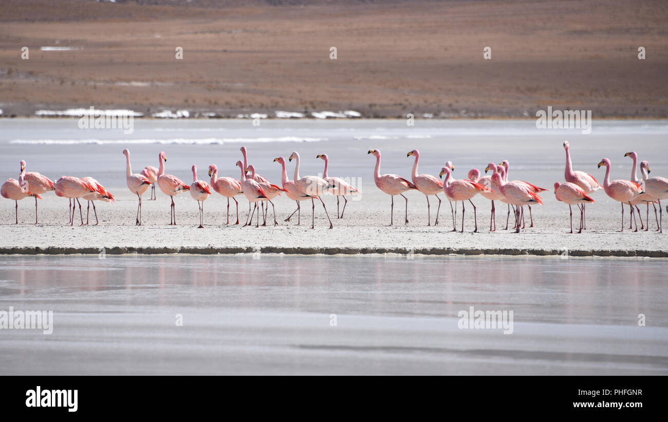 James's Flamingo (Phonenicoparrus Jamesi) Beweidung auf dem gefrorenen Wasser der Laguna Hedionda. Sud Lipez Provinz, Uyuni, Bolivien Stockfoto