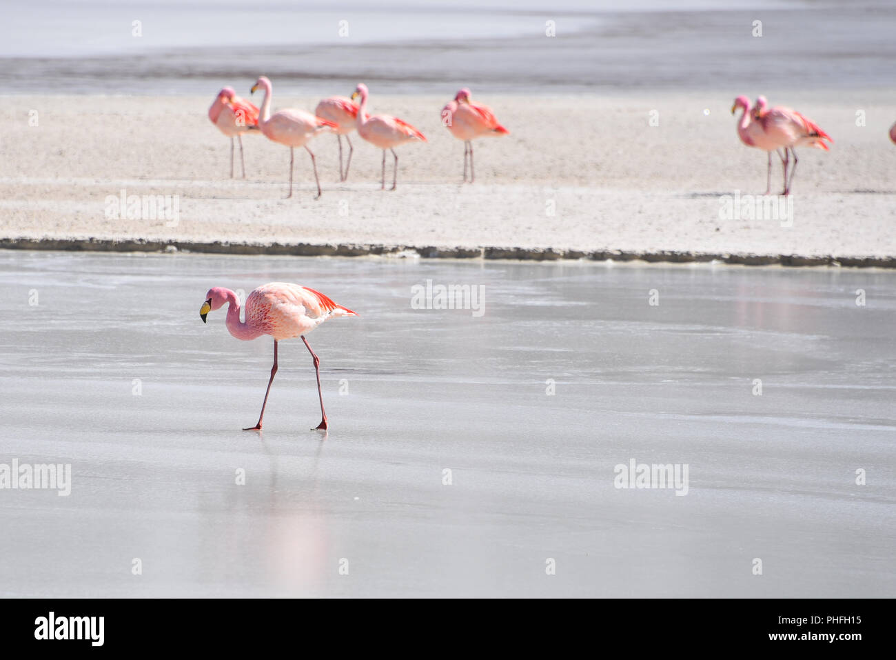 James's Flamingo (Phonenicoparrus Jamesi) Beweidung auf dem gefrorenen Wasser der Laguna Hedionda. Sud Lipez Provinz, Uyuni, Bolivien Stockfoto