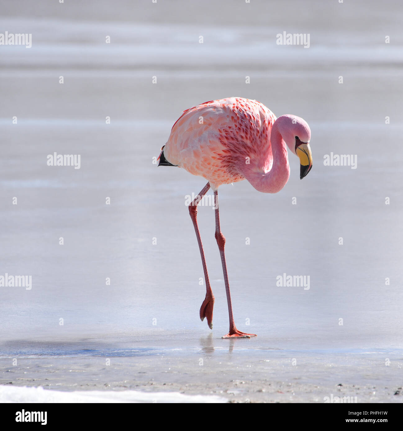 James's Flamingo (Phonenicoparrus Jamesi) Beweidung auf dem gefrorenen Wasser der Laguna Hedionda. Sud Lipez Provinz, Uyuni, Bolivien Stockfoto
