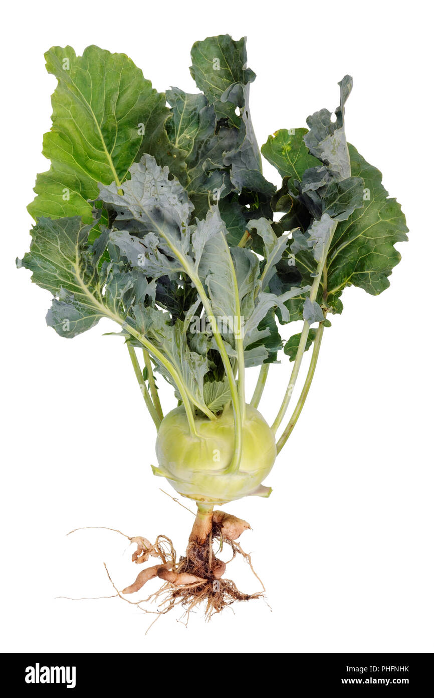 Kohl mit Wurzeln und Blättern Stockfoto