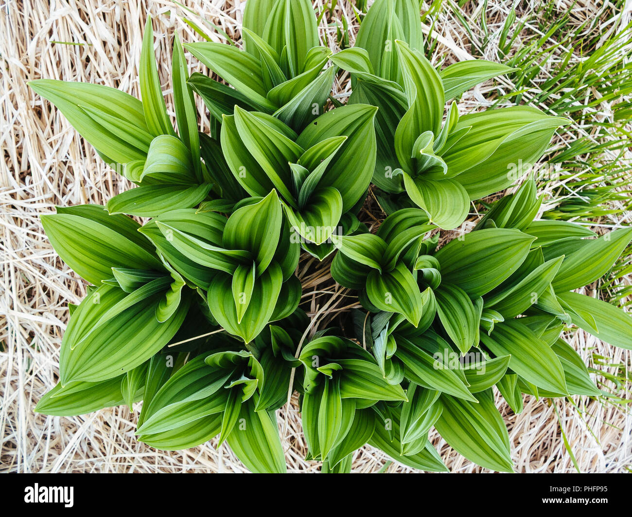 Falsche christrosen (Veratrum sp), in Bergwiesen Stockfoto