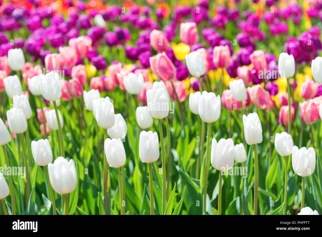 Bereich der Tulpen Stockfoto