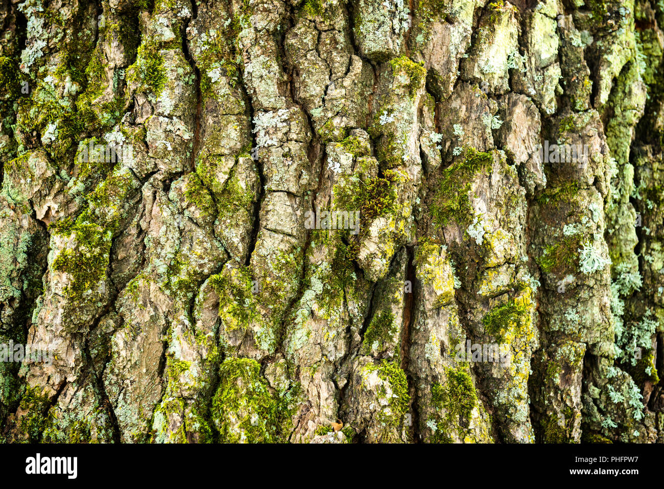 Eichenrinde Textur Stockfoto