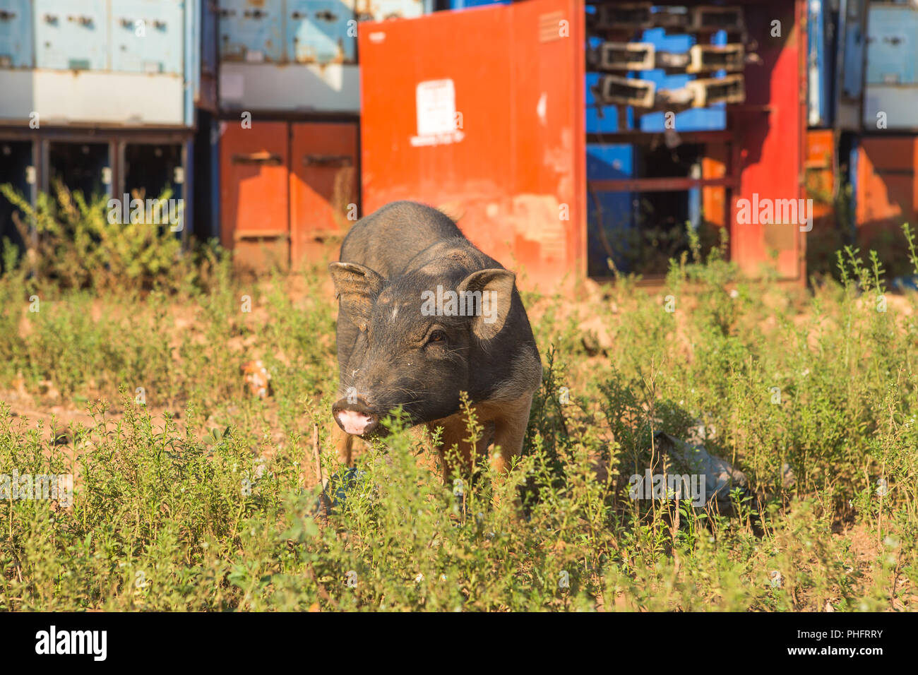 Grau Schwein, close-up auf grünem Gras Hintergrund Stockfoto