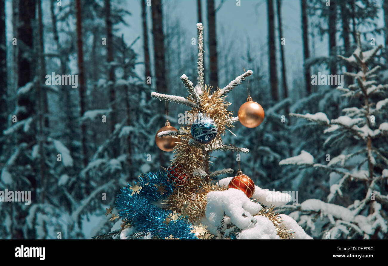 Schnee Christmas Tree Branch Stockfoto