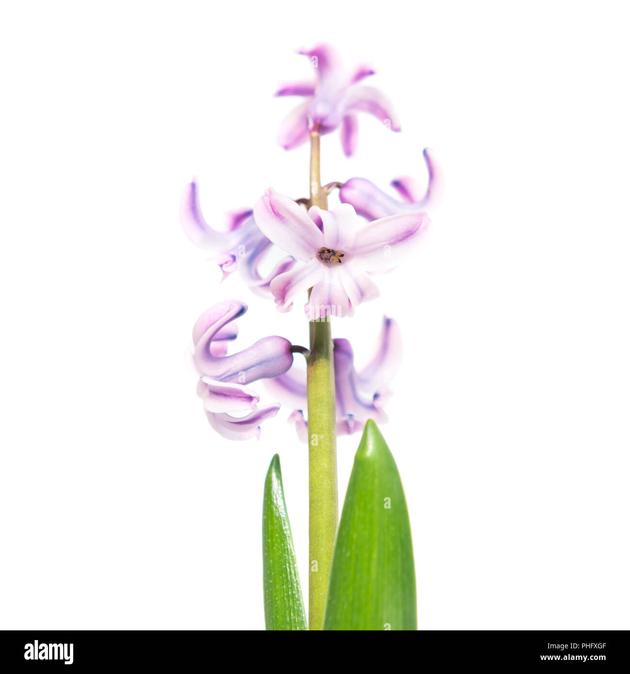 Spring Flower purple Hyazinthe Stockfoto