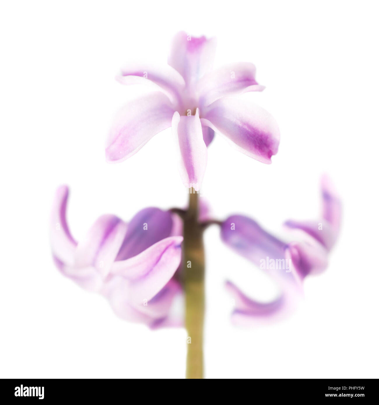 Spring Flower purple Hyazinthe Stockfoto