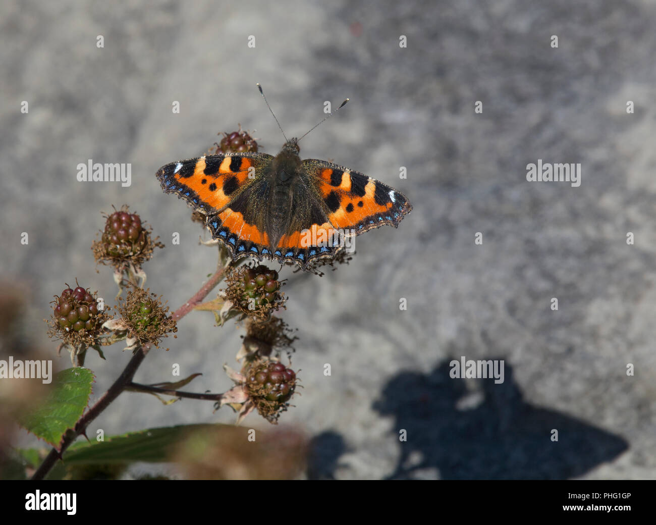 Große schildpatt oder schwarzbeinigkeit Schildpatt, Nymphalis polychloros, auf Black, Rubus fruticosus, Lancashire, Großbritannien Stockfoto