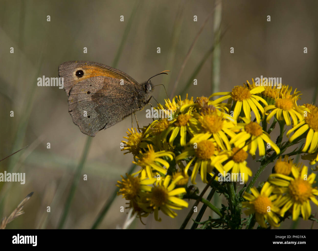 Gatekeeper pyronia Tithonus, Schmetterling, auf Gemeinsame ragwort, Cardamine pratensis, Lancashire, Großbritannien Stockfoto