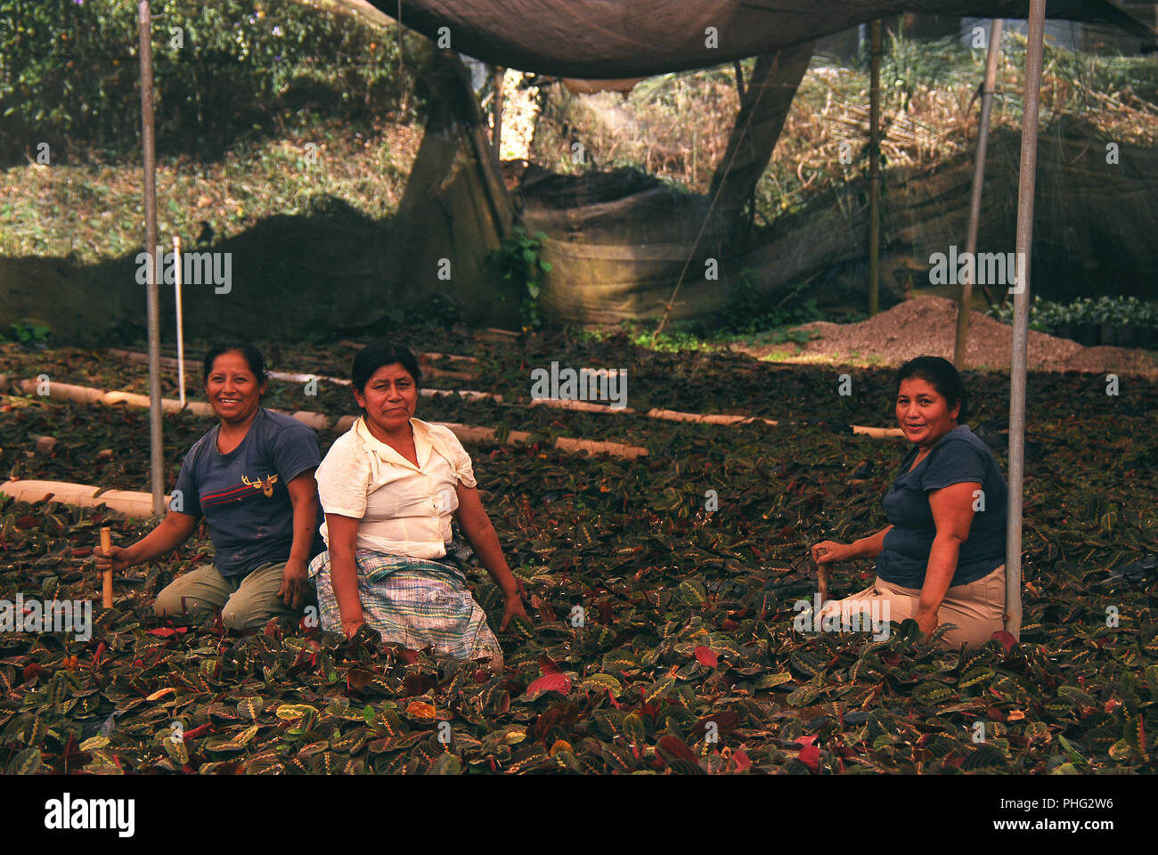 Indische Frauen arbeiten auf einer Plantage tendenziell für die Ausfuhr nach Belgien und Frankreich. Stockfoto