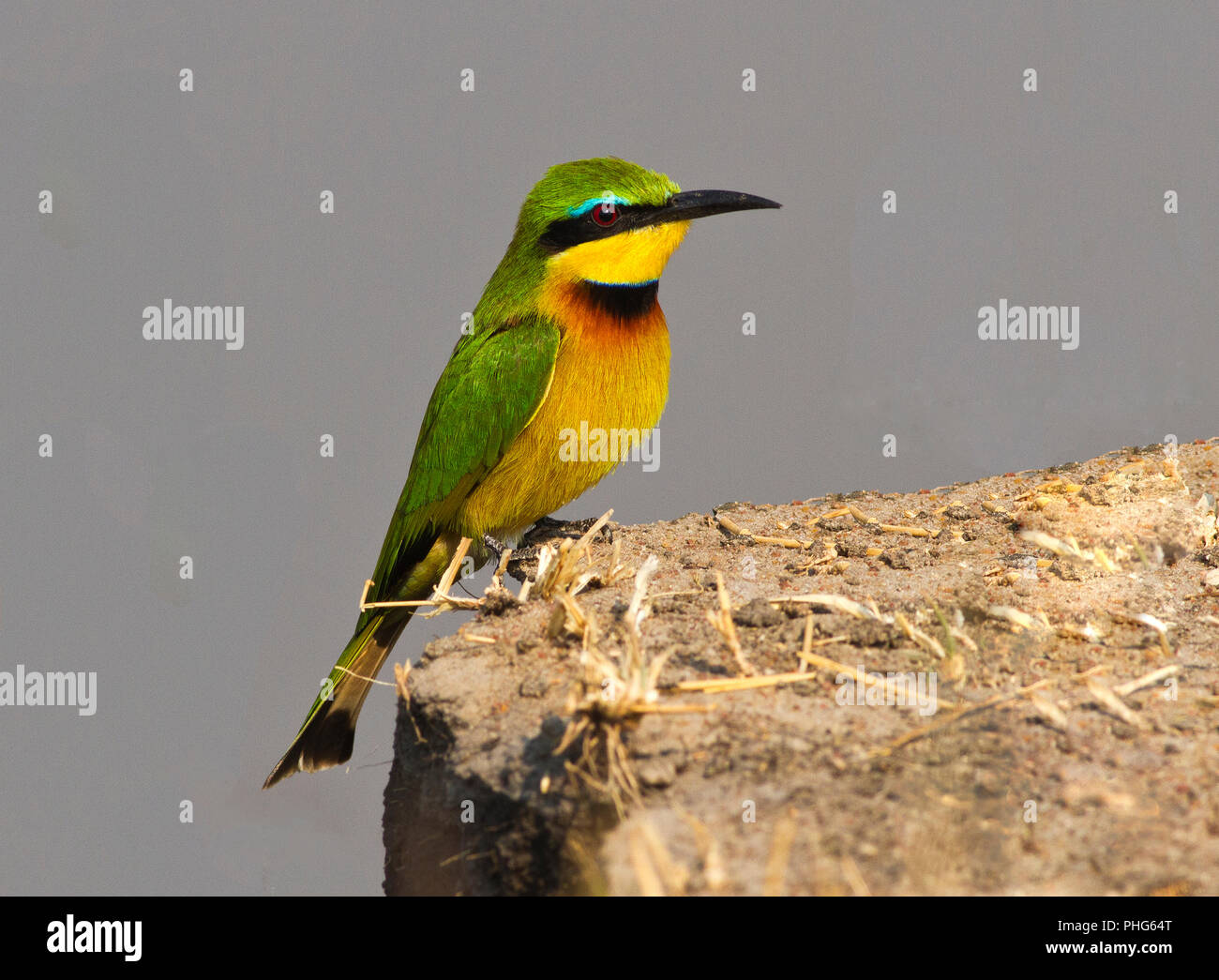 Die kleinste und am weitesten verbreitete der Familie, die wenig Bienenfresser Nester in Tunneln, die er sich selbst in jedem Boden einfach genug mit f zu kratzen Grabungen Stockfoto