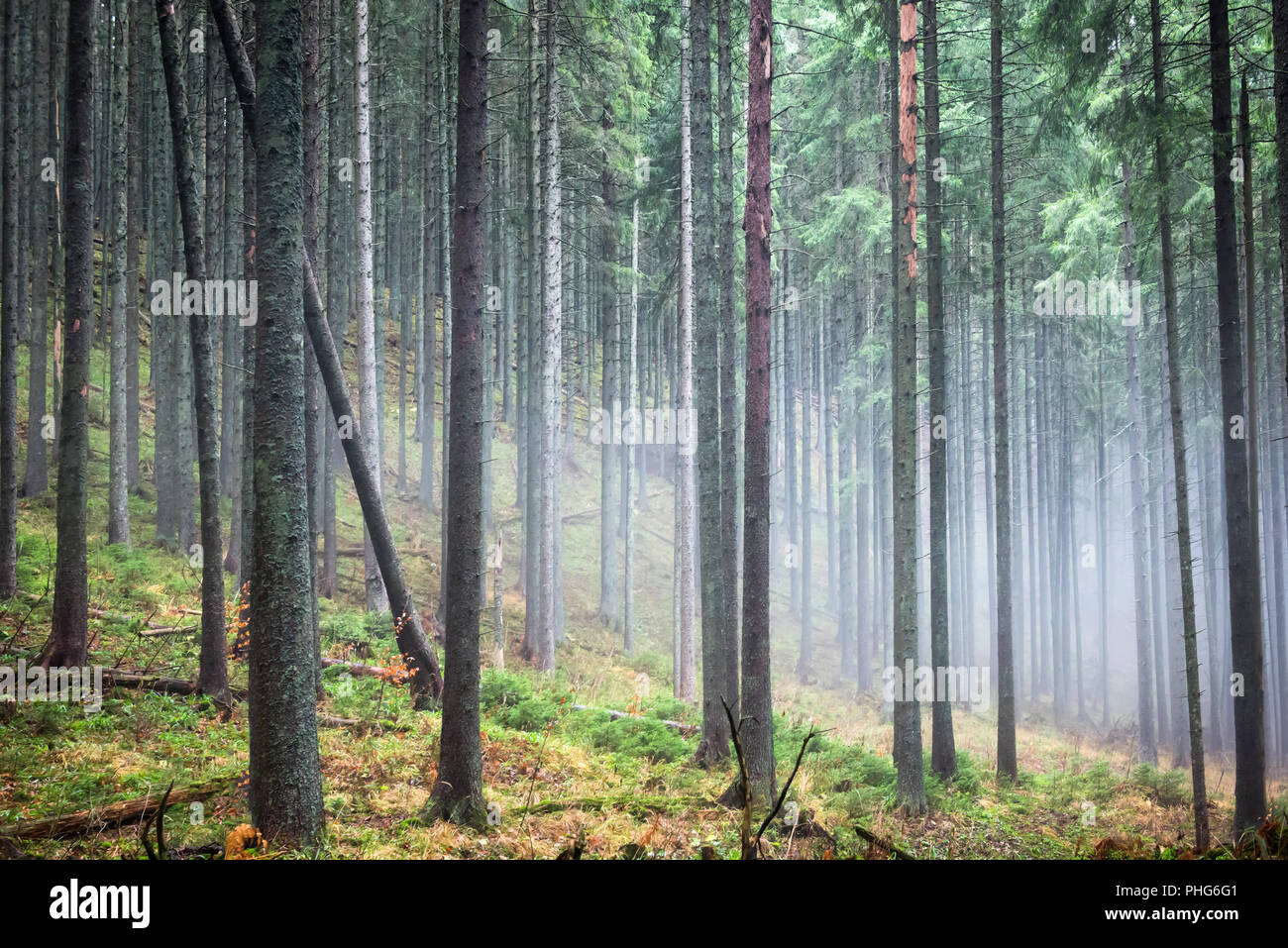Geheimnisvoller Nebel in den grünen Wald Stockfoto