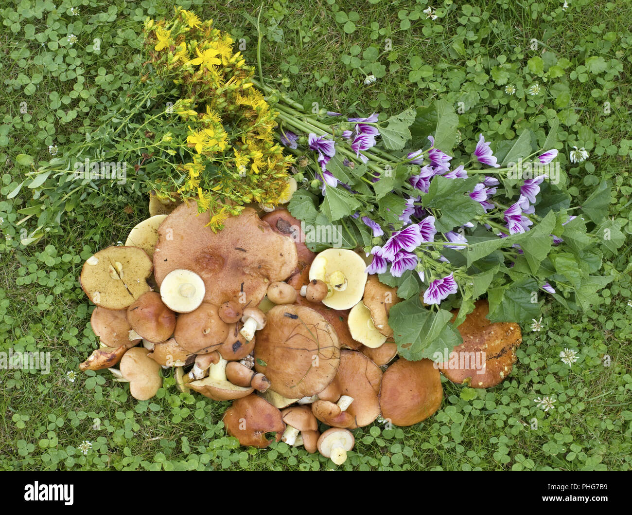 Frische Pilze und Blumensträuße von Arzneimitteln, Blumen Stockfoto