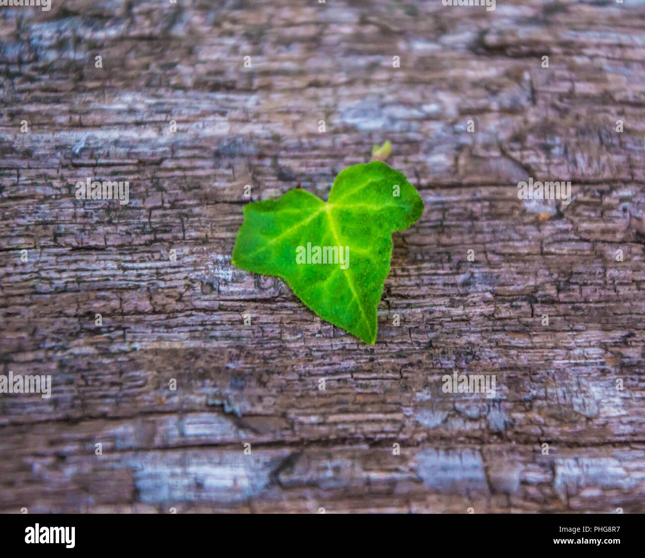 Ein grünes Blatt auf Holz- Hintergrund. Ein grünes Blatt Konzept. Stockfoto