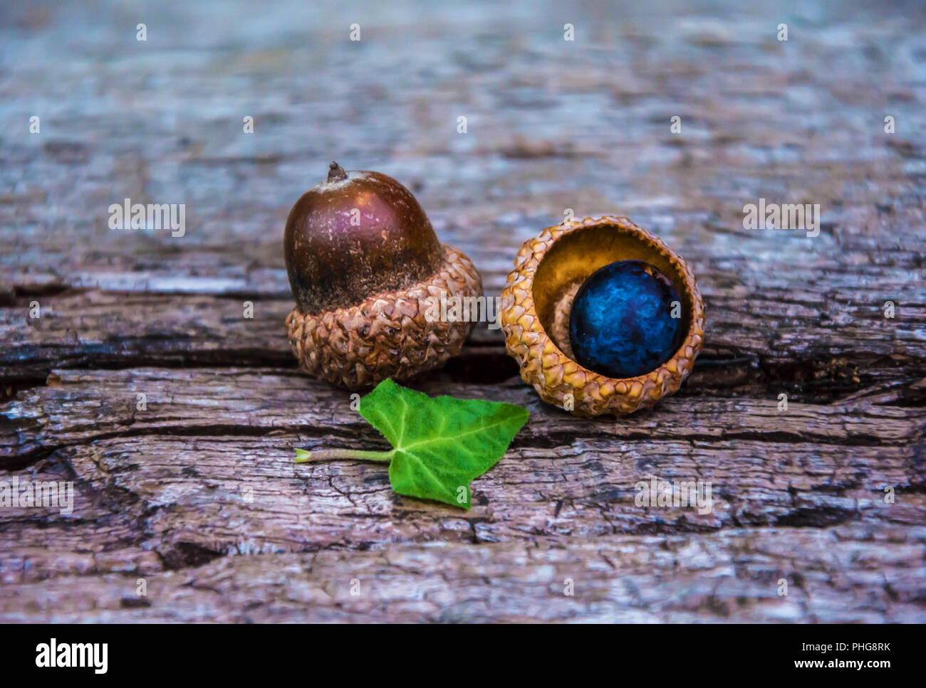 Acorn und grünes Blatt auf rustikalen Holzmöbeln Hintergrund. Natur, fallen, Herbst, saisonale Hintergrund mit natürlichem Wald Holz. Stockfoto